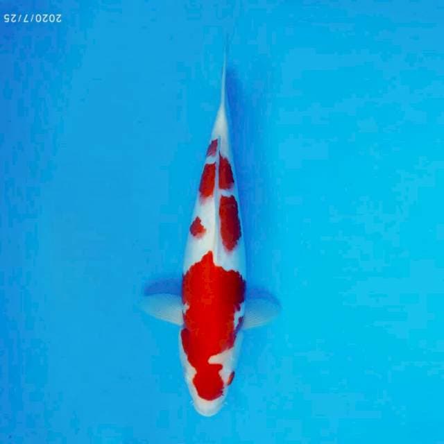 GEIZHA 9 ~ KOHAKU ™