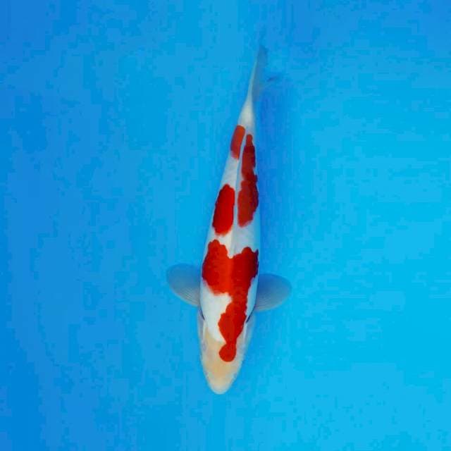 GEIZHA 10 ~ KOHAKU ™