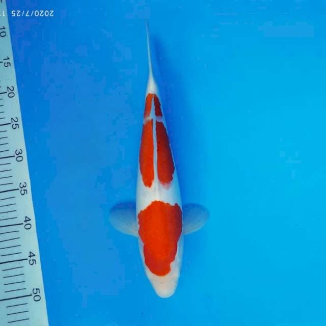 GEIZHA 14 ~ KOHAKU 3 STEPS ™