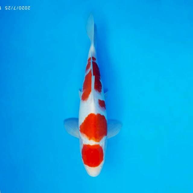 GEIZHA 15 ~ MARUTEN KOHAKU ™