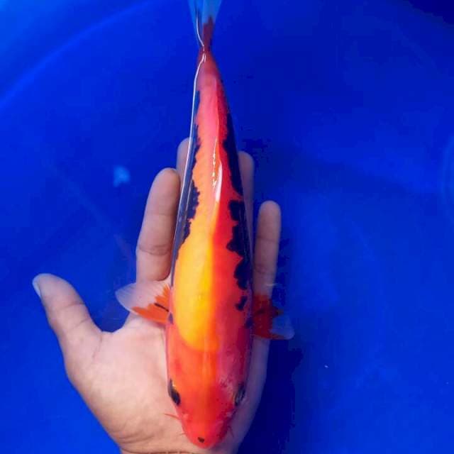 Benikumonryo 26cm