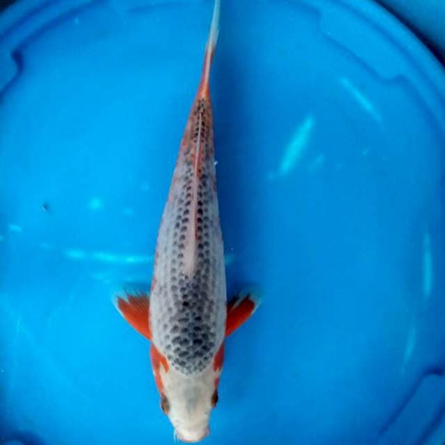 Asagi 27 cm