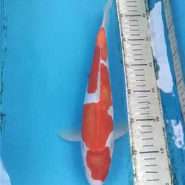 Doitsu Kohaku 32cm