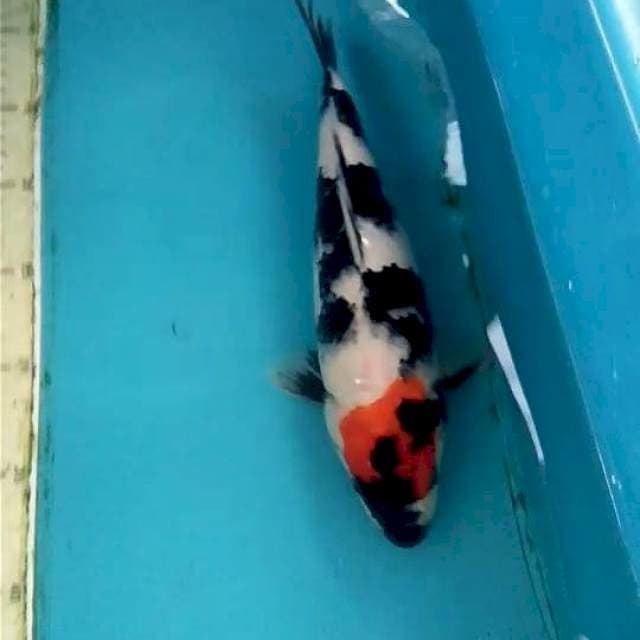 Tancho Showa 28cm