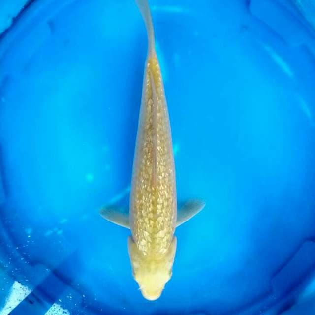 Karasi 29 cm