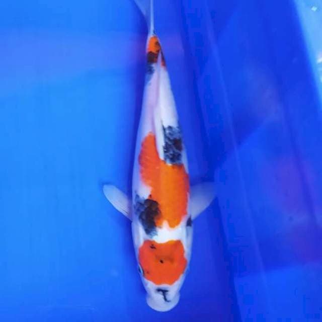 Showa maruten ori