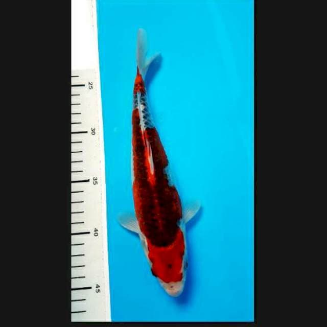 Goshiki 25cm