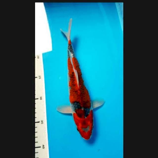 Goshiki 28cm male
