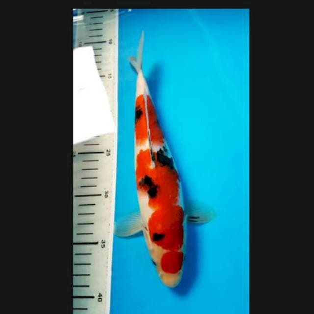 Maruten Sanke 28cm male
