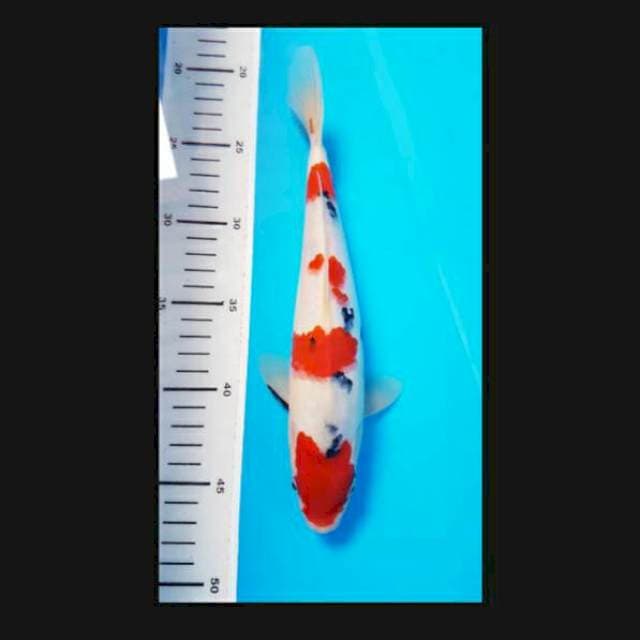 Maruten sanke 27cm male