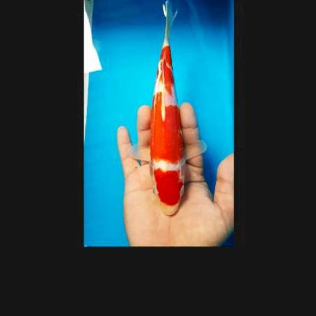 Maruten kohaku 23cm male