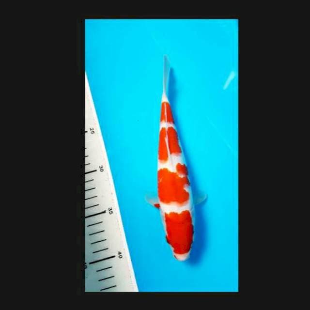 Super maruten kohaku 24cm