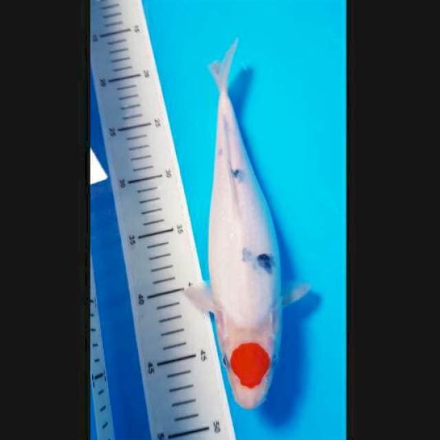 Tanco sanke 30cm female