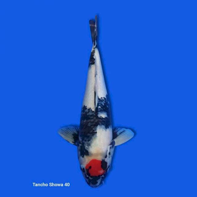 Tancho Showa