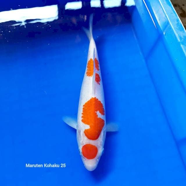 Maruten Kohaku