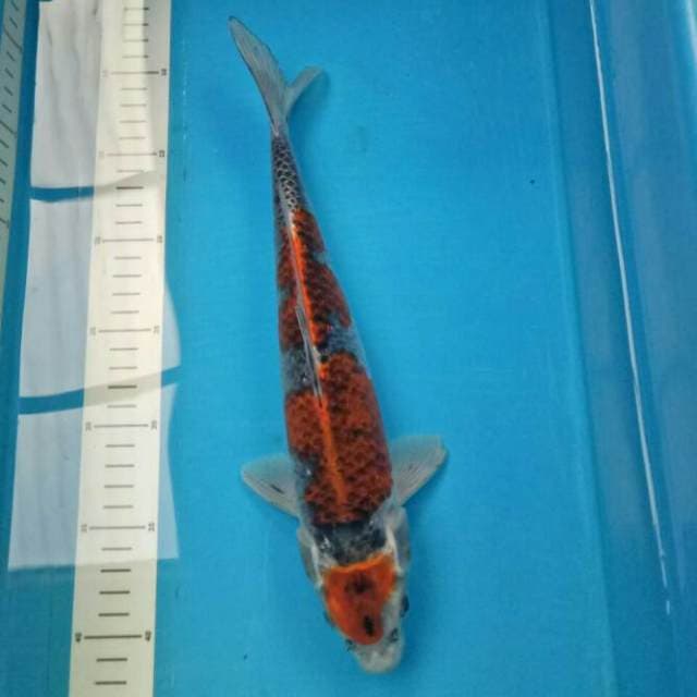 Sandan Ochiba MALE 33 CM
