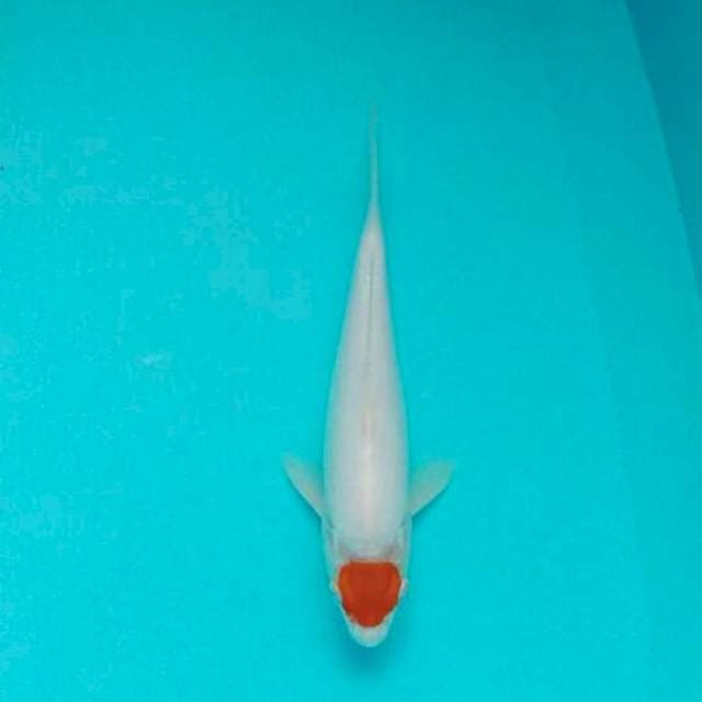 Tanco kohaku