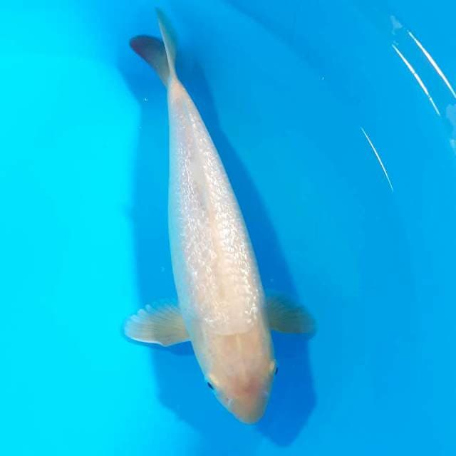 Midori gindrin 32cm