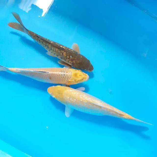 Mix 32 -35cm