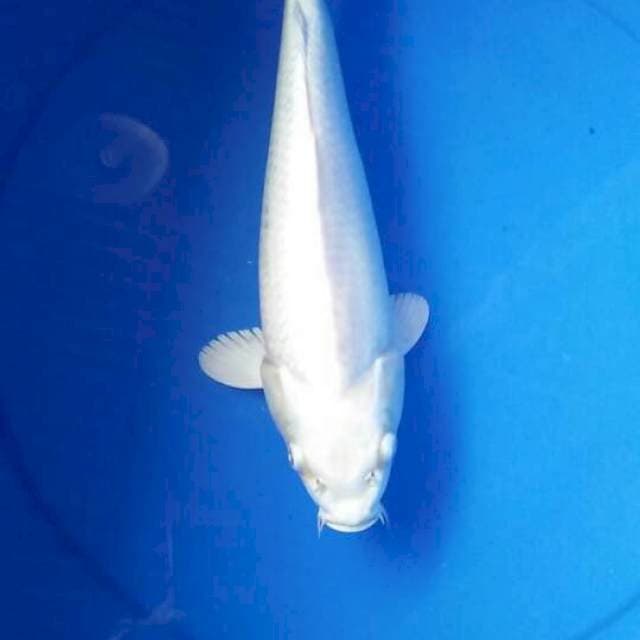 paltinum