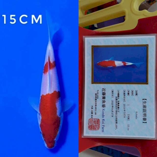 Kondo kohaku 15cm sertifikat