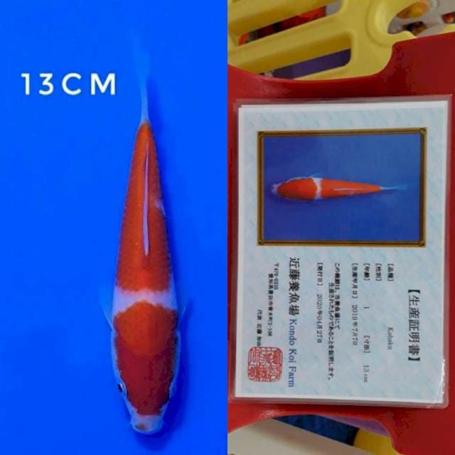 Kondo kohaku 13cm sertifikat