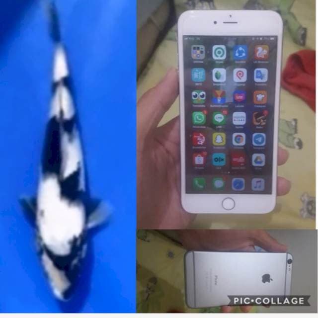 shiro siap show free bonus iphone 6plus 64gb fullset