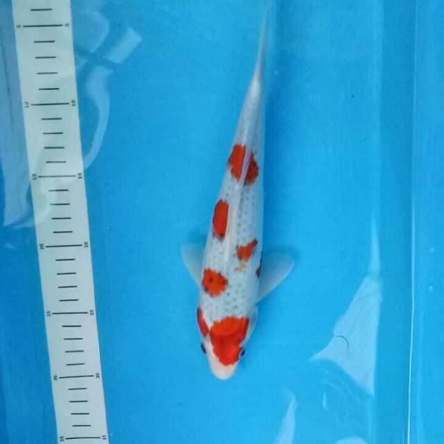 Goshiki 27 cm