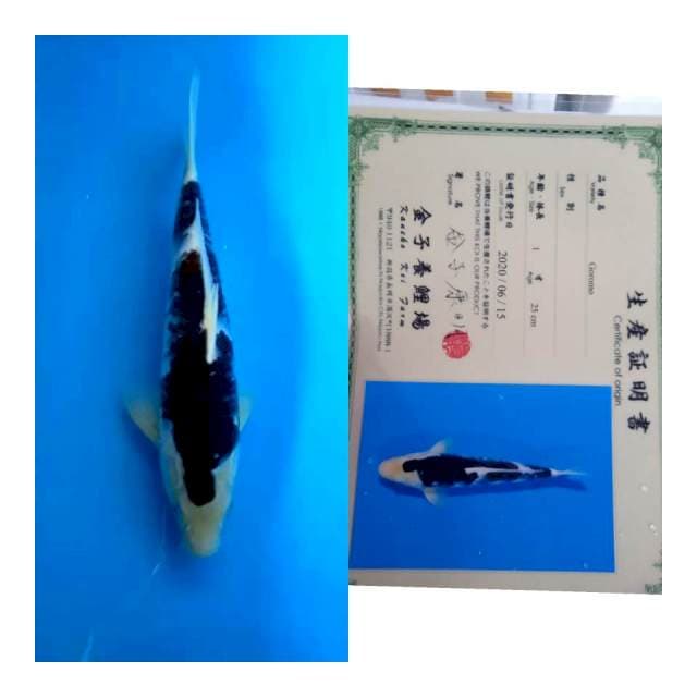 Goromo serty kaneko koi farm