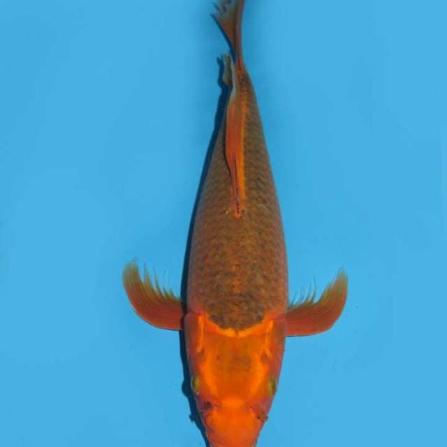 39cm , Kupu Kupu - Jumbo Aka Matsuba Bersih