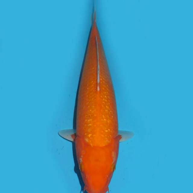 37cm , Aka Hajiro Ginrin Bongsor