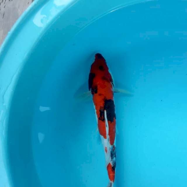 Jantan