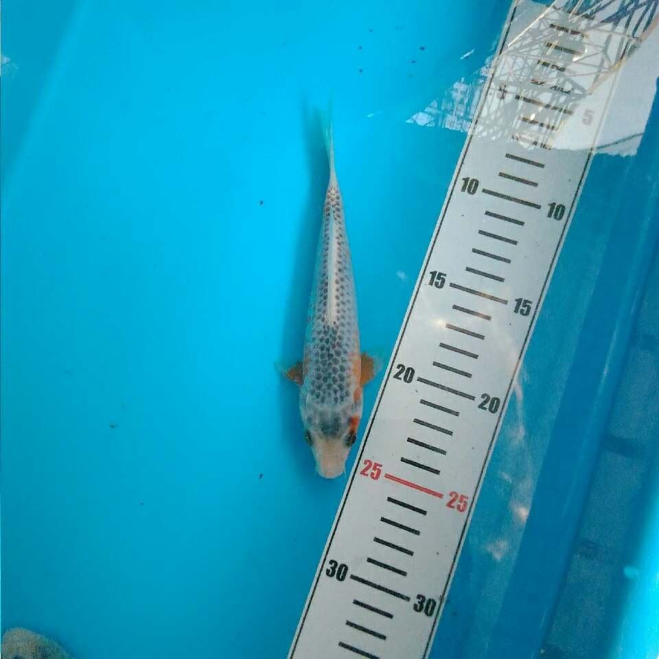 Asagi 18 cm