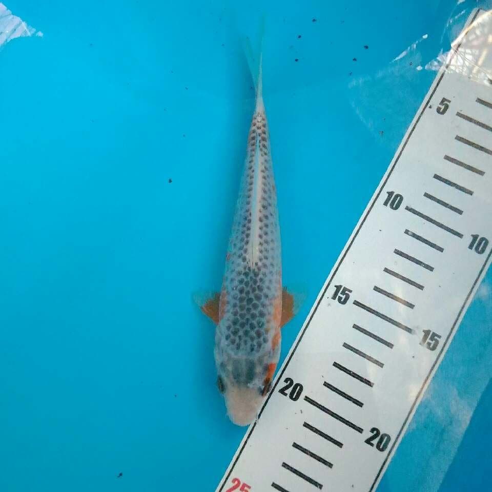 Asagi 18 cm