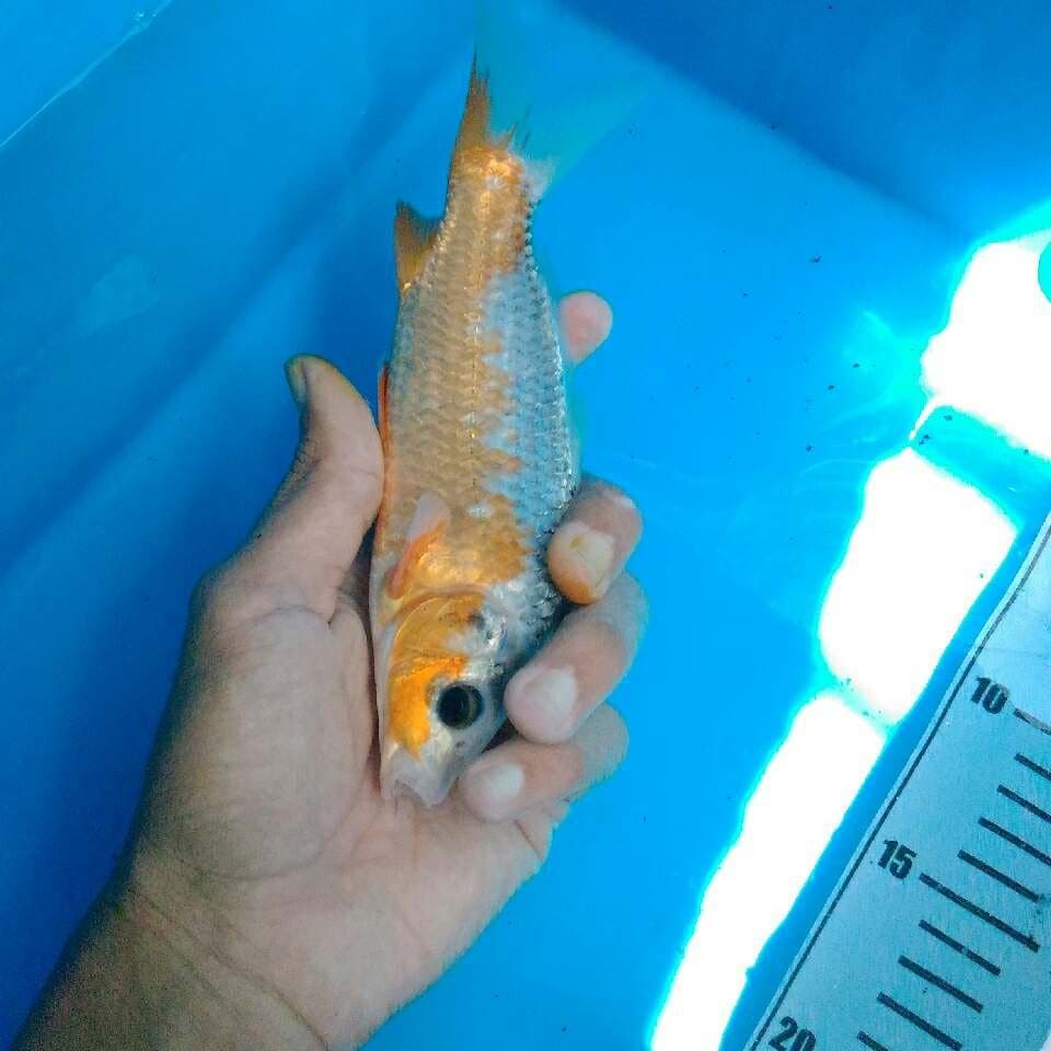 Asagi 18 cm