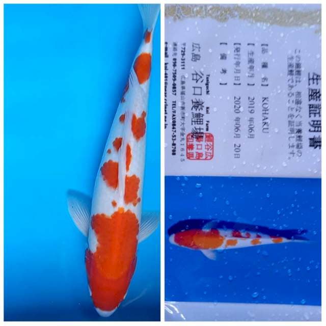 Kohaku 37cm Taniguchi