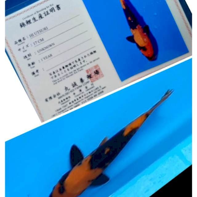 Hi Utsuri Serti Marusei