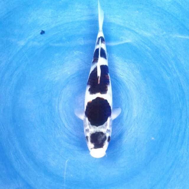 Budo Goromo, 22 cm