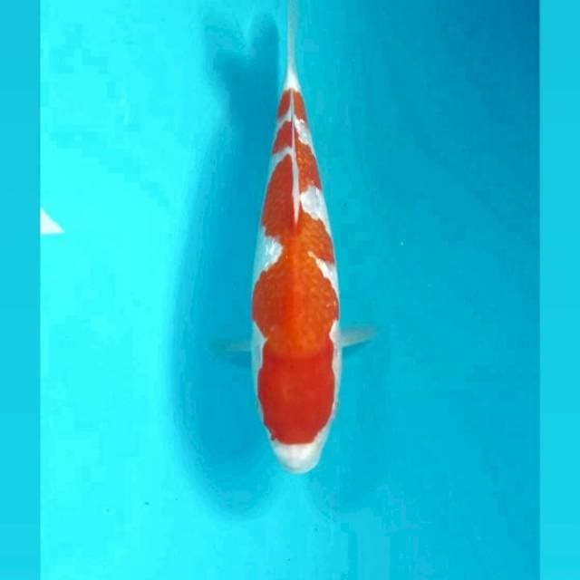 Kohaku Ginrin, 25 cm
