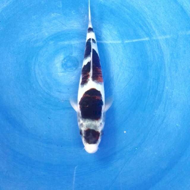 Budo Goromo, 21 cm