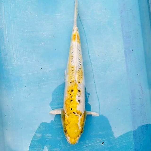 Hariwake doitsu 37cm