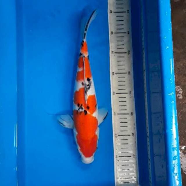 Sanke Quality Bakat Jumbo