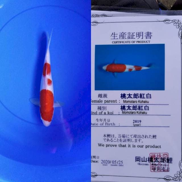 Kohaku momotaro serti