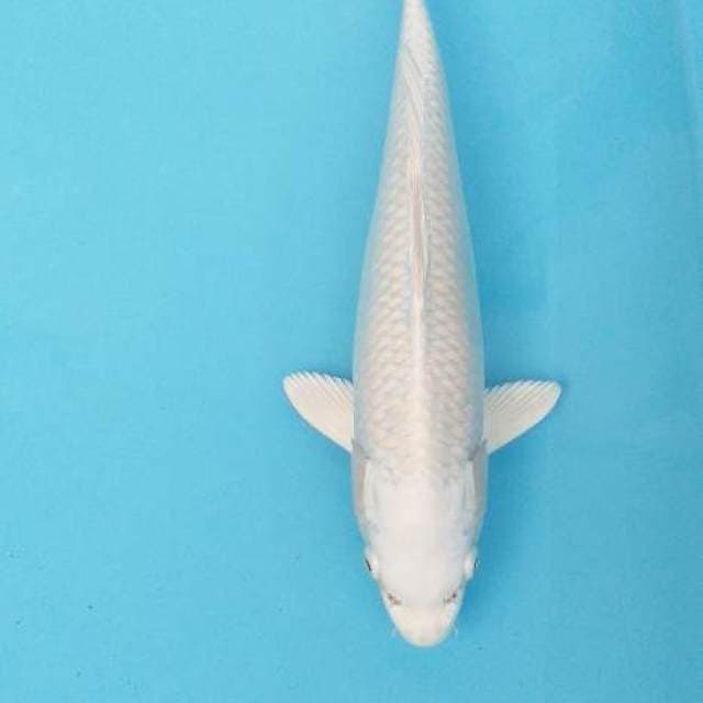 Platinum 32 cm