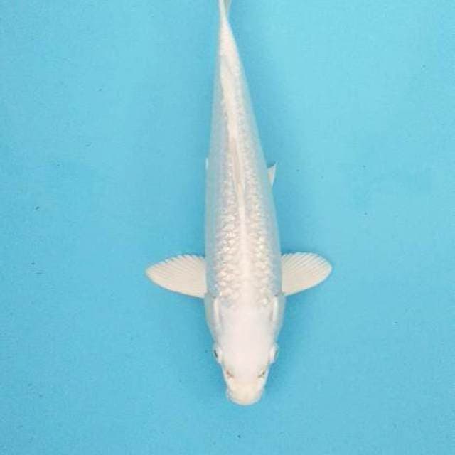 Platinum ginrin 29 cm