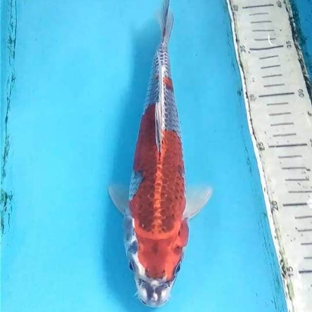 Beni Gingga 27cm