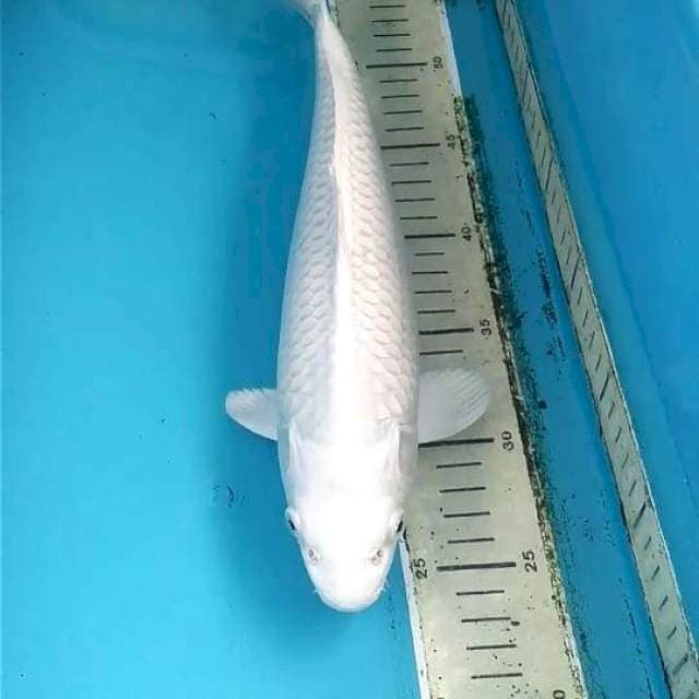 Platinum 32cm