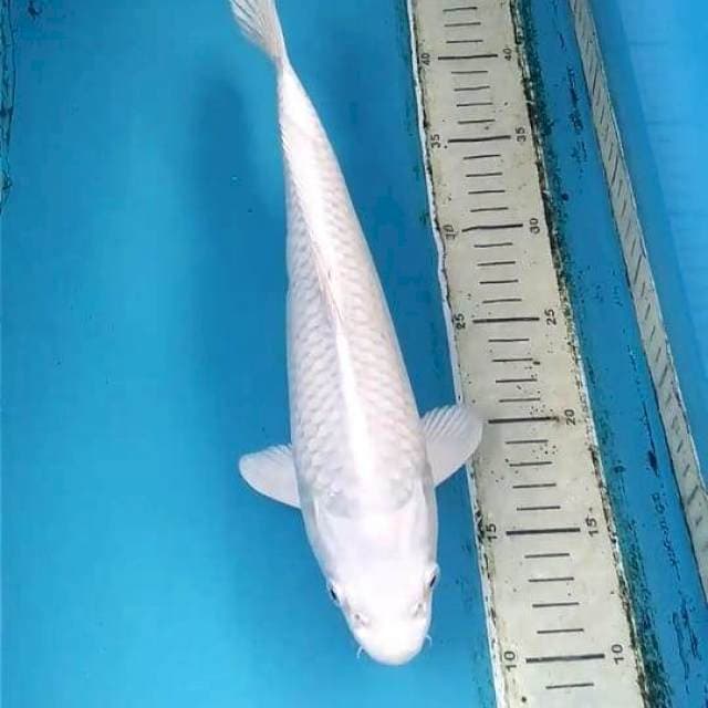 Platinum 32cm