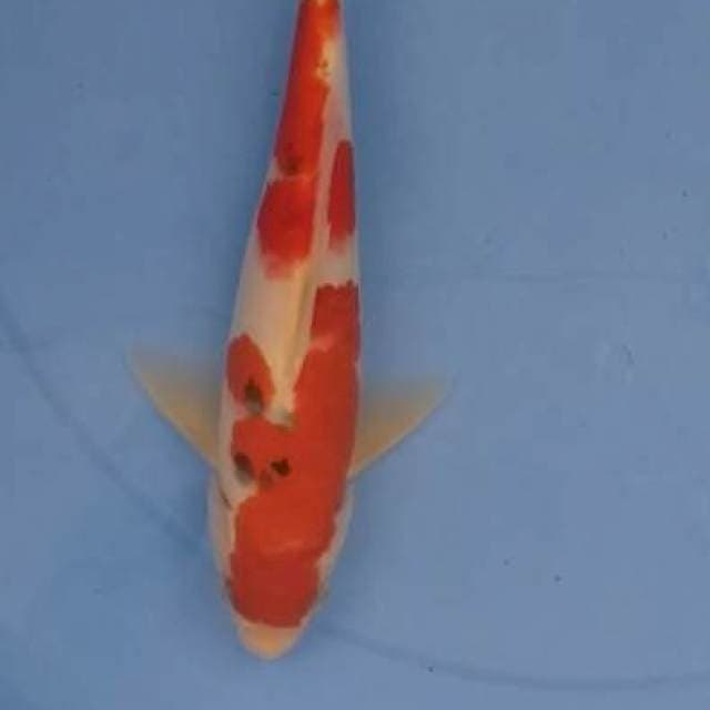 Sanke 28 cm