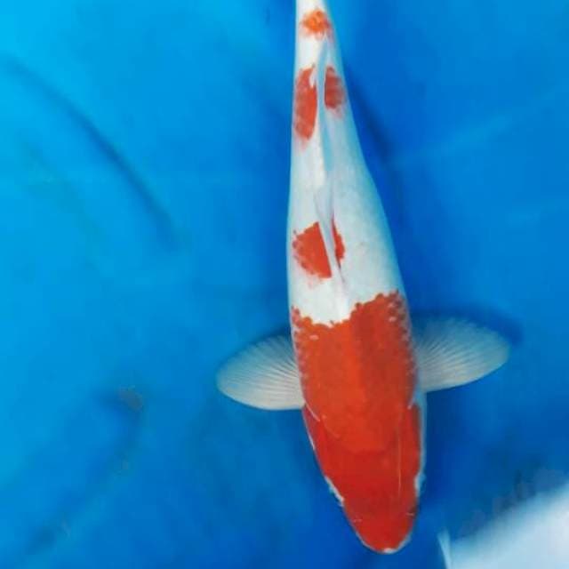 Kohaku 36cm